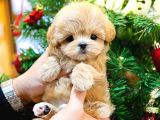 TOY POODLE YAVRULARIM
