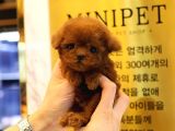 TOY POODLE YAVRULARIM
