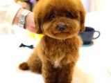 KOREAN TOY POODLE YAVRULARIM