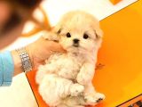 KORE MALTIPOO BEBEKLERIM