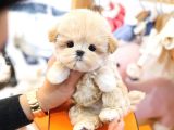 TOY POODLE YAVRULARIM