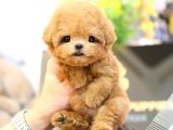 ANTIALERJIK  TOY POODLE BEBEKLERIM