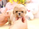 MALTIPOO BEBEKLERIM