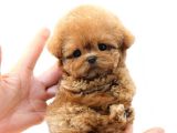 TOY POODLE YAVRULARIM