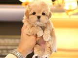 ANTIALERJIK MALTIPOO BEBEKLERIM 