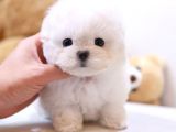 ANTIALERJIK MALTIPOO BEBEKLERIM 