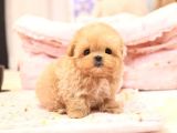 MALTIPOO BEBEKLERIM SHOW KALITE 