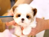 SUPER STAR MALTIPOO BEBEKLERIM 