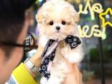 MALTIPOO BEBEKLERIM