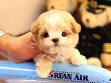 MALTIPOO BEBEKLERIM