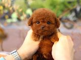 TOY POODLE YAVRULARIM