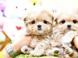 MALTIPOO BEBEKLERIM