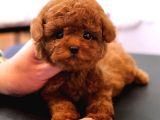 KOREAN TOY POODLE YAVRULARIM