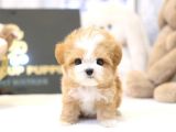 KORE MALTIPOO BEBEKLERIM