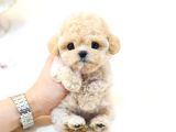 TOY POODLE YAVRULARIM