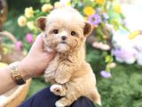 Safkan Toy Poodle Bebeklerimiz