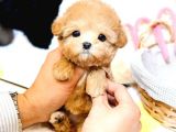 EVINIZIN GOZDESI TOY POODLE YAVRULARIM 
