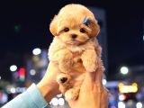MALTIPOO BEBEKLERIM