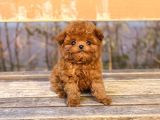 TOY POODLE YAVRULARIM