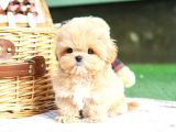 SUPER STAR TOY POODLE YAVRULARIM