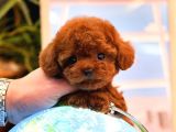 TOY POODLE YAVRULARIM
