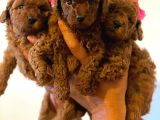 MİNİK GÜZELLER GÜZELİ POODLE BEBEKLERİM