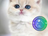 Nadir görülen Golden Pawn British Shorthair yavrumuz 