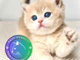 Buz mavisi gözleriyle GoldenPawn British Shorthair yavrumuz 