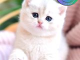 Golden Pawn British Shorthair yavrumuz 