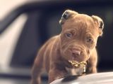 RED NOSE BABY AMERİCAN