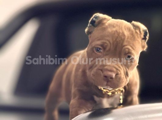 RED NOSE BABY AMERİCAN