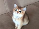 British Shorthair Black Golden Yavrular