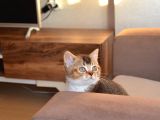 British Shorthair Black Golden Bicolor Yavrular 