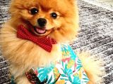 1.5 yaşında sevimli pomeranian boo