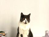 Ücretsiz kedi