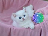 İnci Gibi Işıldayan Silver British Shorthair NS1133