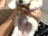Yavru Orjinal Maltese