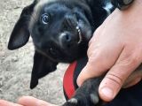 Değer Bileceklere Belçika Malinois