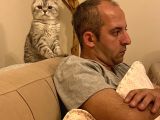 4 yaşında scottisch fold tiger ÜCRETSİZ SAHİPLENDİRME