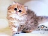 Dikkat Çekici Blackgolden British Longhair 