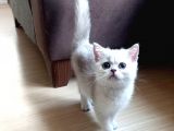 British Shorthair Dişi ve Erkek Yavrular 