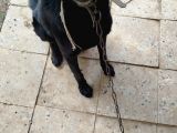 6 yaşında labrador cinsi köpek