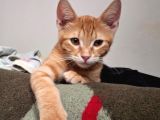 Tekir yavru kedi
