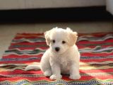 Maltese Terrier XS Ev Doğumlu,Oyuncu Yavrularım