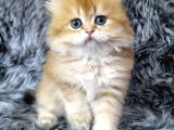 British Longhair Ev Üretimi Özel Yavrular