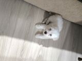 2 aylık Maltese terrier yavrumuz 