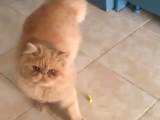PERSİAN ERKEK KEDİM SİMBA YA PERSİAN EŞ ARIYORUM