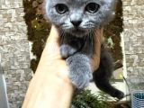scottish fold kedi