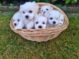 Maltese Terrier Pamuk Gibi Sıfır Numara Akıllı
