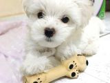 Maltese Terrier Sıfır Numara,Uyumlu ve Oyuncu Bebeklerim 